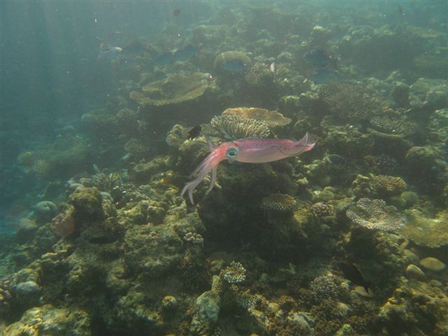 malediven-2008-05.jpg